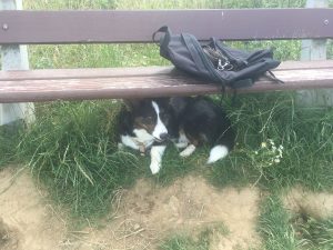 Een foto van onze hond Kida. Aan het uitrusten onder een bankje op De Kollenberg