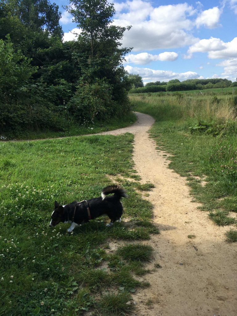 Foto van onze Corgi KiDa langs de Geleenbeek